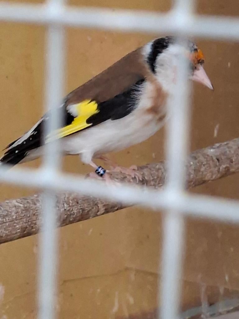 Putter vogels, Vrouwelijk, Wildzangvogel, Geringd