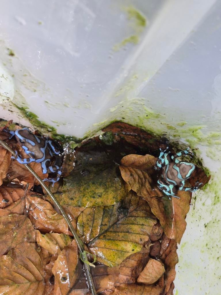 Dendrobates auratus Panama Special Frog - female for sale from jasper