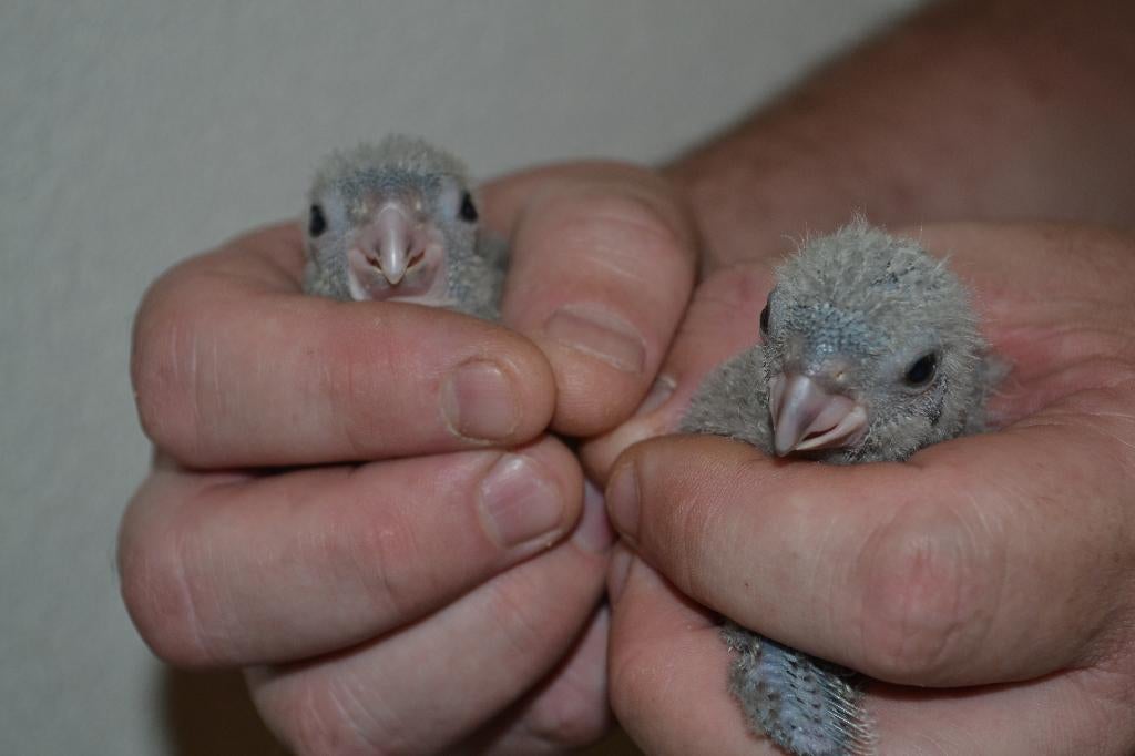 Vogel/dwerg-ara/kaketoe/parkieten/papegaaien-kooi., Meerdere dieren, Papegaai