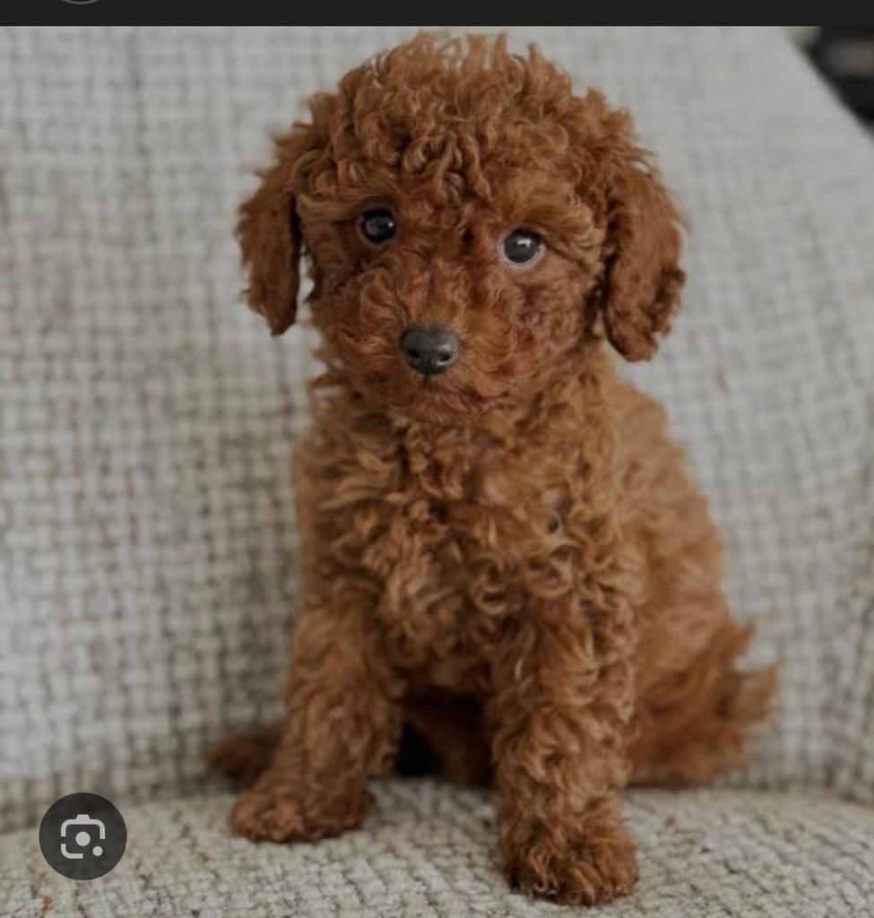 Gezocht lief toypoedel teefje voor lief en warm gezin, Dieren en Toebehoren, Honden | Chihuahua's en Gezelschapshonden, Poedel