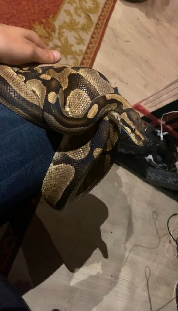 Ball python Ball Python - unknown for sale from banc van randeraat