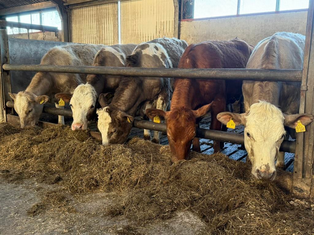 5 luxe pinken te koop, Vrouwelijk