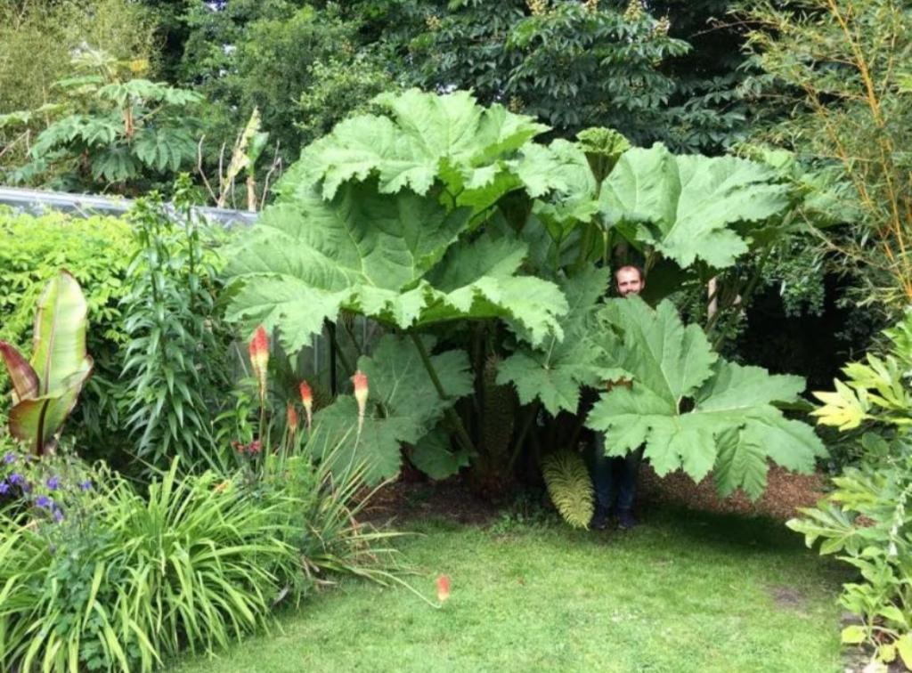 Gunnera manicata/ Goed geworteld / Reuzebrabarber, Overige soorten, Vaste plant, Ophalen of Verzenden, Halfschaduw