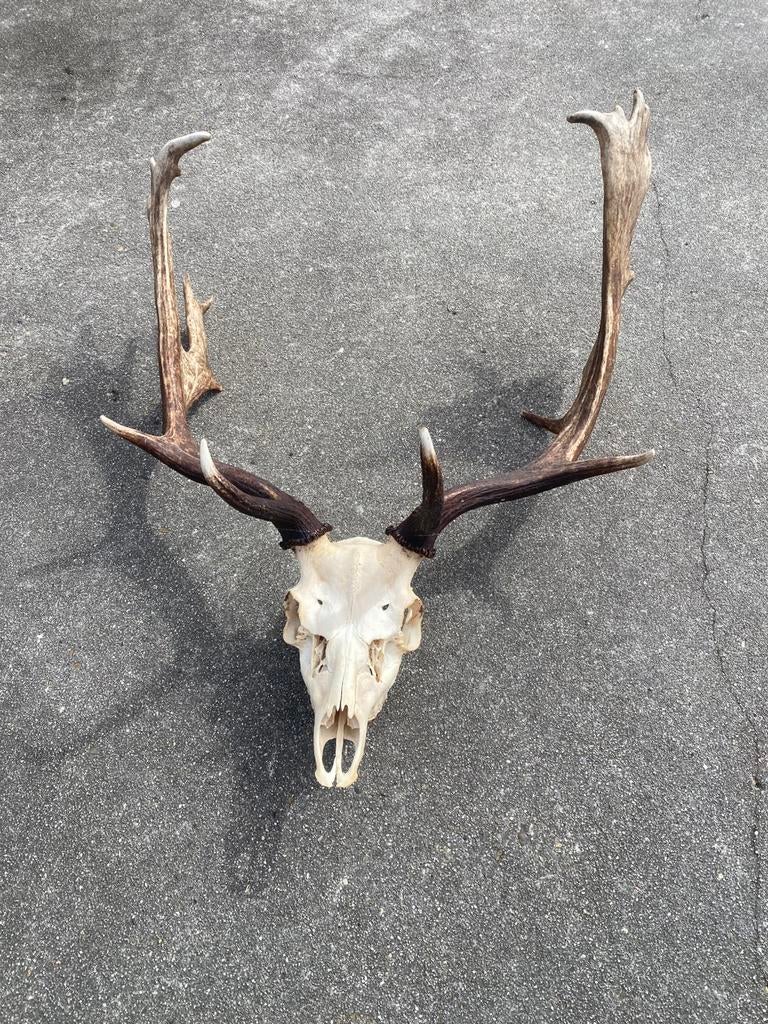 Damherten gewei, Ophalen of Verzenden, Zo goed als nieuw