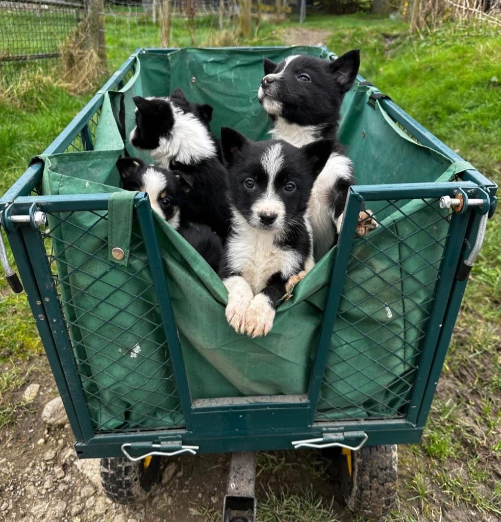 Bordercollie pups, Dieren en Toebehoren, Parvo, Sheepdog, Reu, 8 tot 15 weken