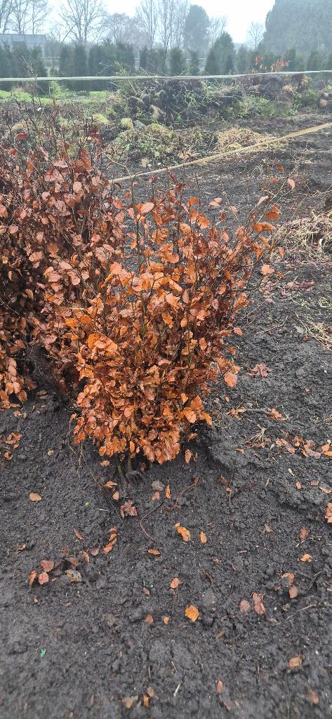 Fagus sylvatica Beuk groen en rood, Ophalen, Beukenhaag, Haag, 100 tot 250 cm