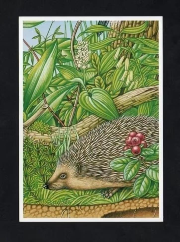 Egel Erinaceus Europaeus Natuur, Erno Tromp., Ophalen of Verzenden, 1980 tot heden, Ongelopen, Wild dier