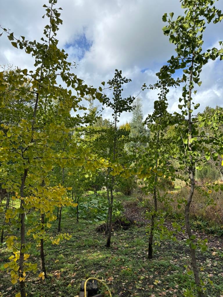 Ginkgo Biloba bomen te koop, Tuin en Terras, Planten | Bomen, Bloeit niet, Overige soorten, 250 tot 400 cm, Ophalen