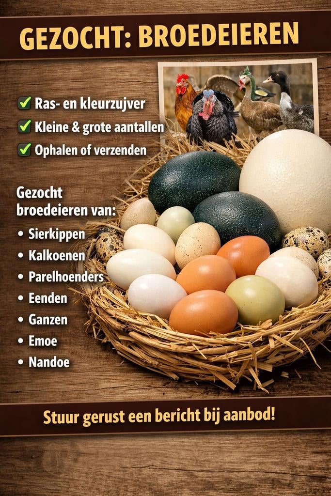 Broedeieren gezocht, Geslacht onbekend, Kip