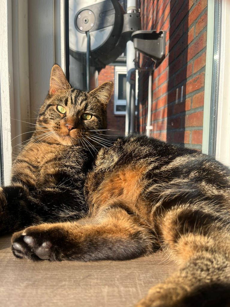 Vermist, kater, 10 maanden, gechipt, geholpen, Kat
