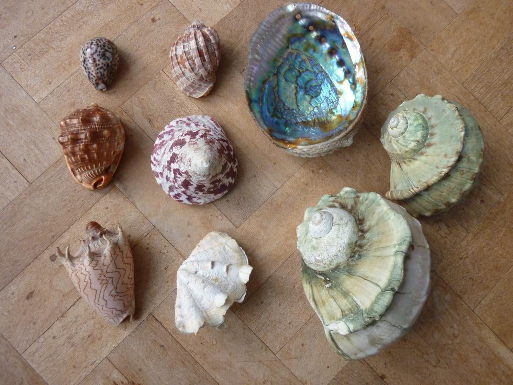 mooie verzameling grote schelpen, Verzamelen, Ophalen, Schelp(en)