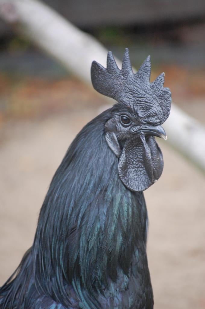 BROEDEIEREN AYAM CEMANI (MEEST GEPIGMENTEERDE KIP!), Dieren en Toebehoren, Pluimvee, Geslacht onbekend, Kip