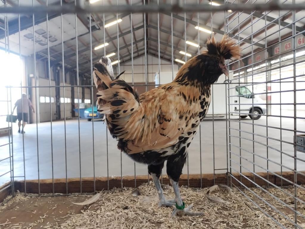 Broedeieren van de Citroen/zwart getoepte BRABANTER., Dieren en Toebehoren, Pluimvee, Geslacht onbekend, Kip