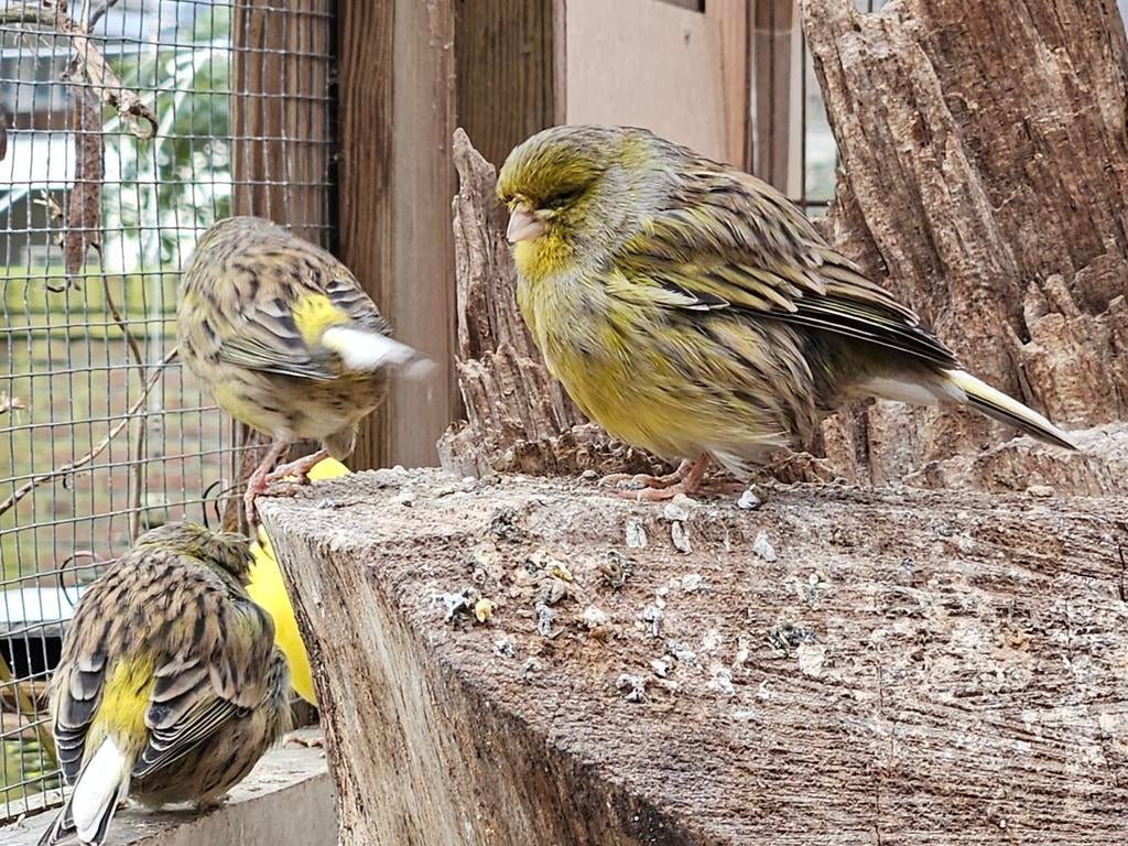 Mooie kanaries (mannetjes) bont en effen., Dieren en Toebehoren, Meerdere dieren, Kleurkanarie