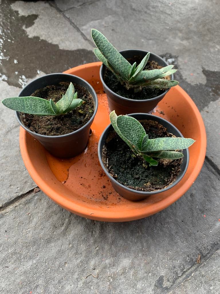Stekje Gasteria € 1,00 per stuk, Ophalen, Halfschaduw, Minder dan 100 cm