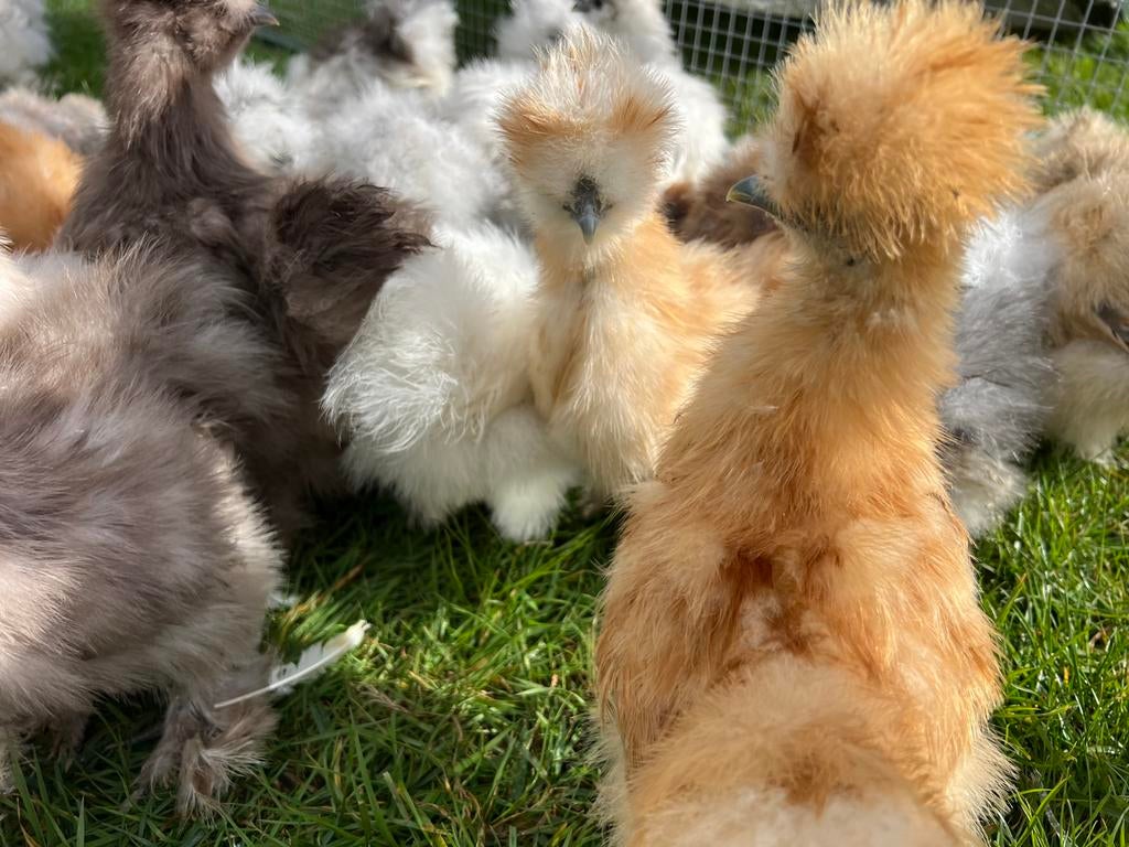 Usa zijdehoen🐥hennen 8,5 wk geent💯% hen garantie✅, Vrouwelijk, Kip