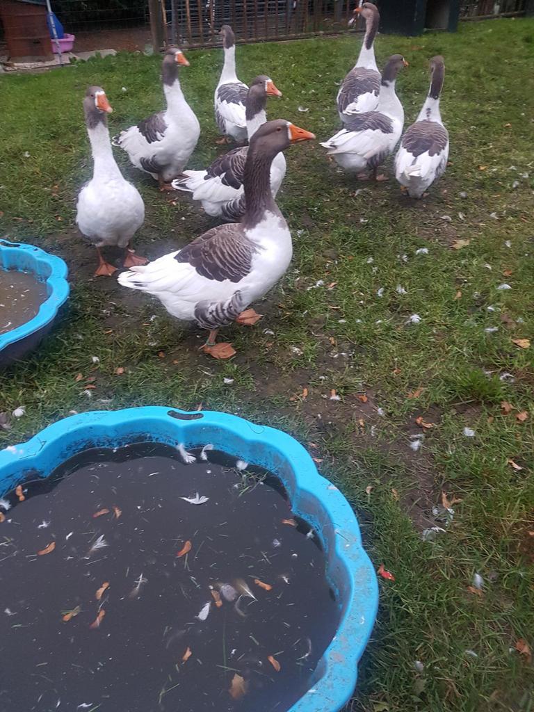 TE KOOP GEVRAAGD BROEDEIEREN VAN POMMERSE GANZEN, Dieren en Toebehoren, Pluimvee, Geslacht onbekend, Gans of Zwaan