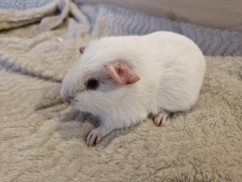 2 leuke cavia's, Dieren en Toebehoren, Knaagdieren, Mannelijk, Cavia, Maart, Tam