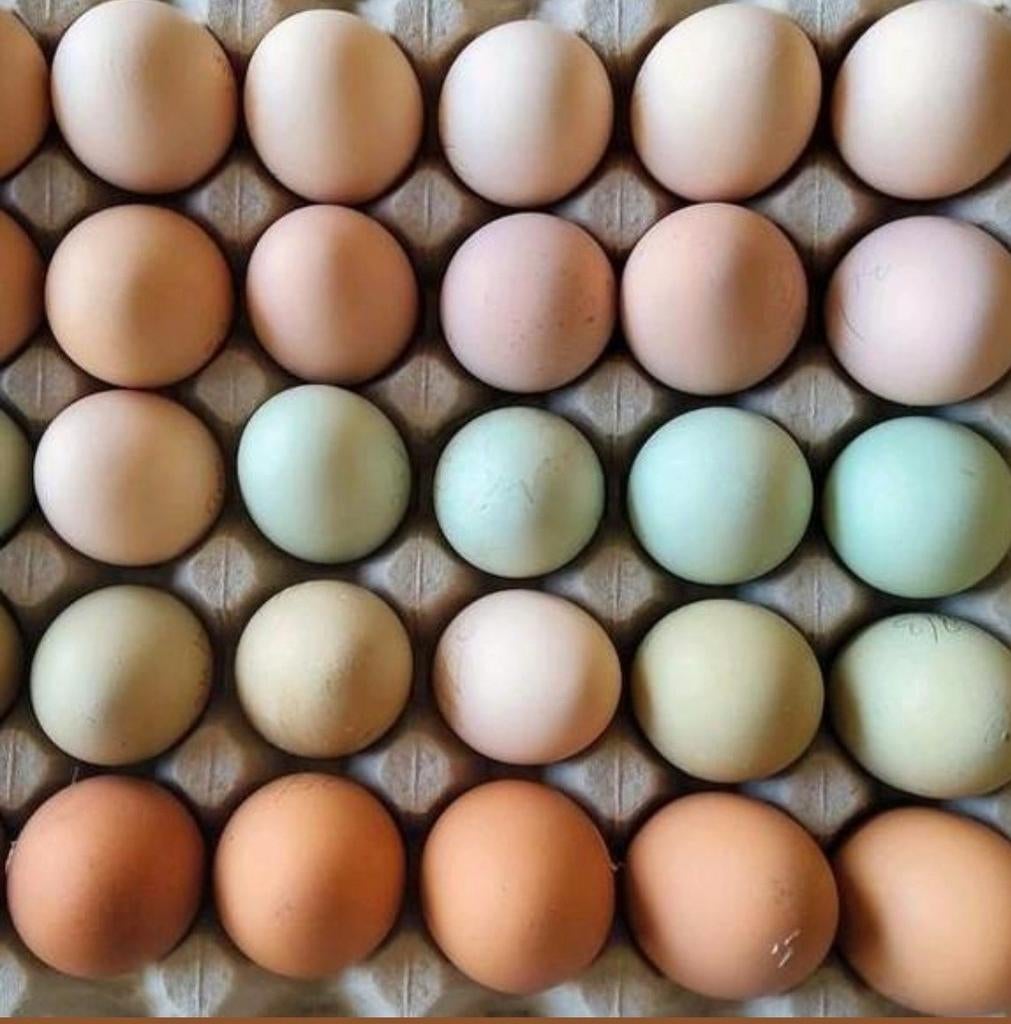 Kleurlegger broedeieren, Vrouwelijk, Kip