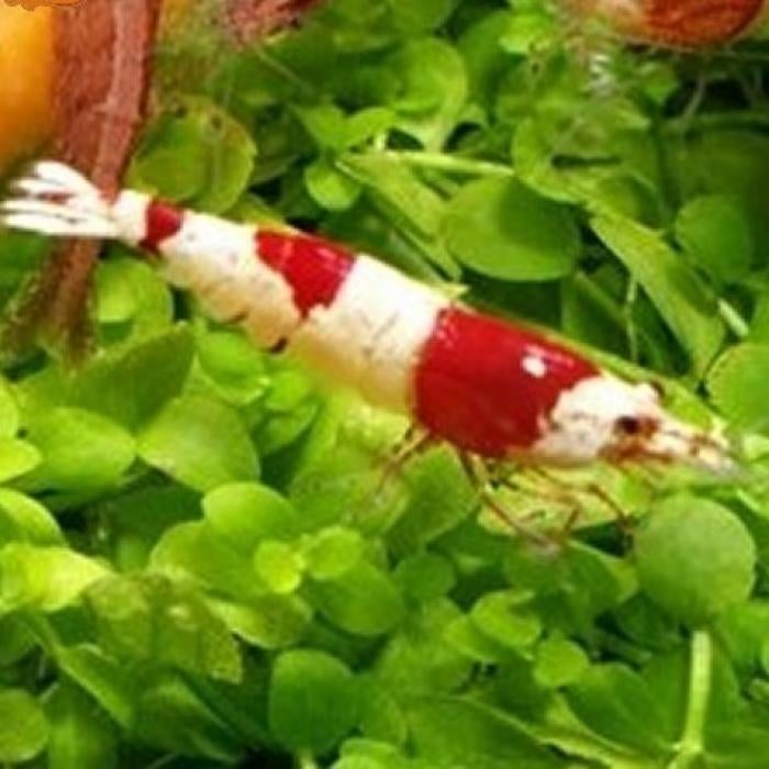 Caridina cf. cantonensis, Kreeft, Krab of Garnaal