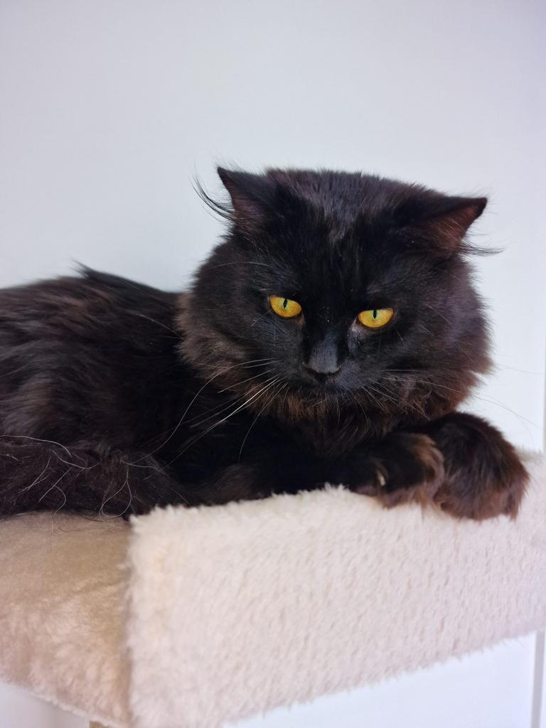 Diepbruine Perzische Kat, Kater, Ontwormd, 0 tot 2 jaar