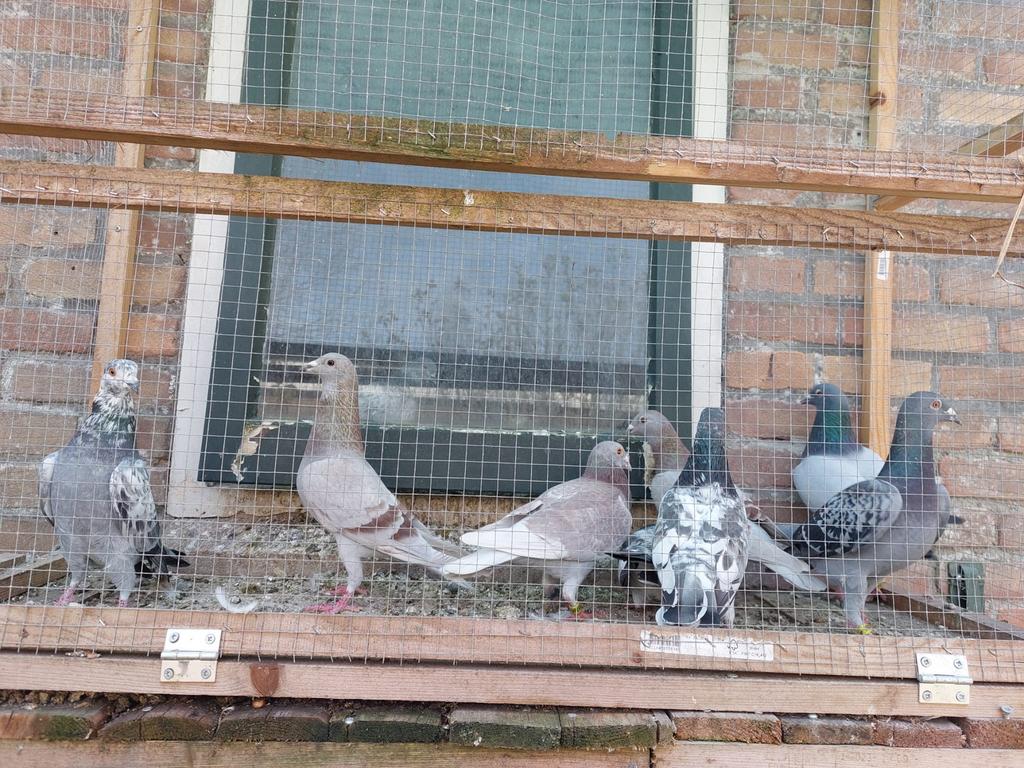 post duiven en hoge vliegen gratis, Meerdere dieren, Postduif