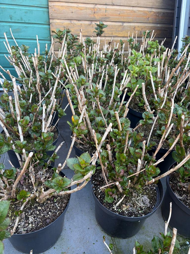 Roze hortensia's in grote 10l pot nu 15,-!! Op = op, Overige soorten, Vaste plant, Ophalen of Verzenden, Halfschaduw