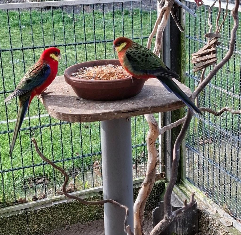 Stanley Rosella's, Dieren en Toebehoren, Vogels | Parkieten en Papegaaien, Meerdere dieren, Parkiet, Geringd