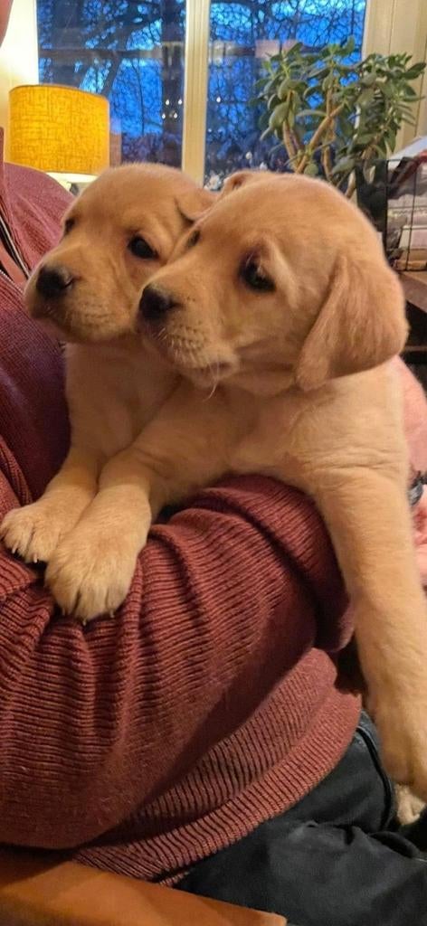 Prachtige labrador pups blond/redfox, 8 tot 15 weken, Labrador retriever, Parvo, Meerdere