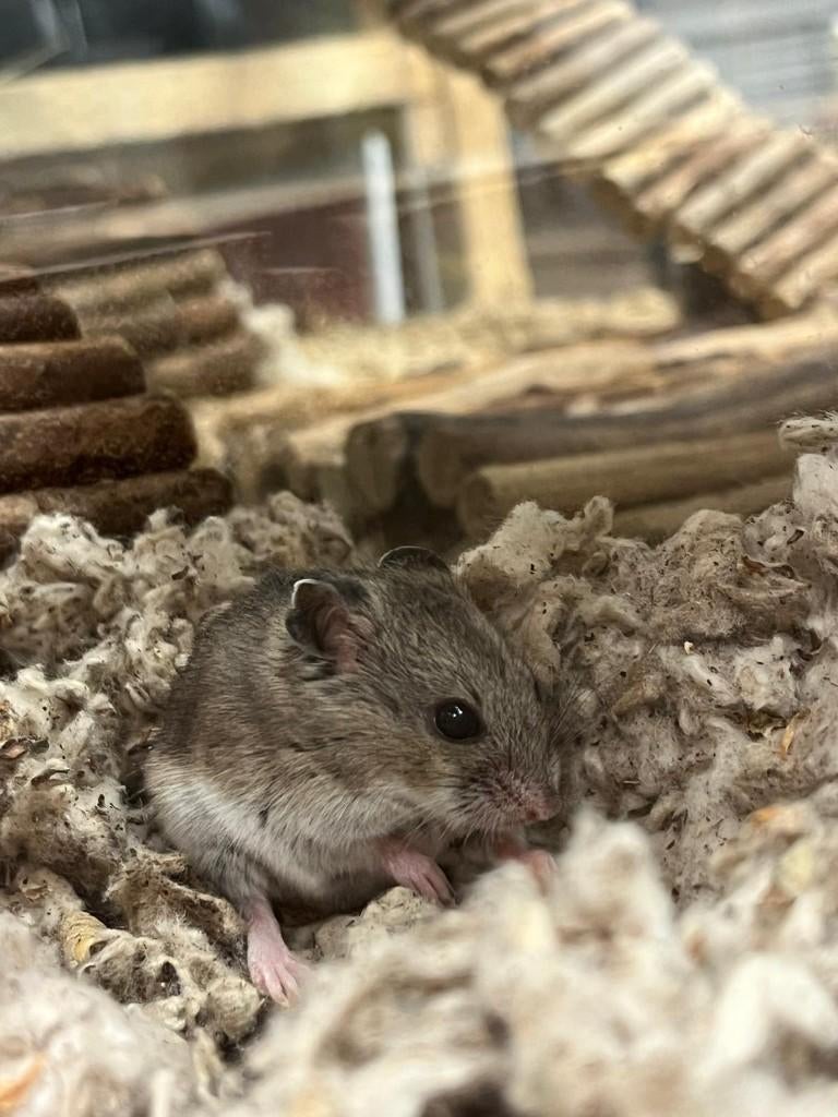 Chinese dwerghamster | Jonge hamsters | Goed tam te maken, Hamster, Februari, Meerdere dieren, Tam