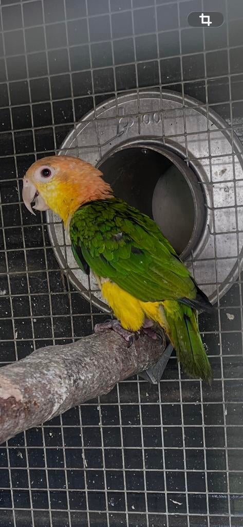 Roeskop caique geringd, Dieren en Toebehoren, Vogels | Parkieten en Papegaaien, Geslacht onbekend, Papegaai