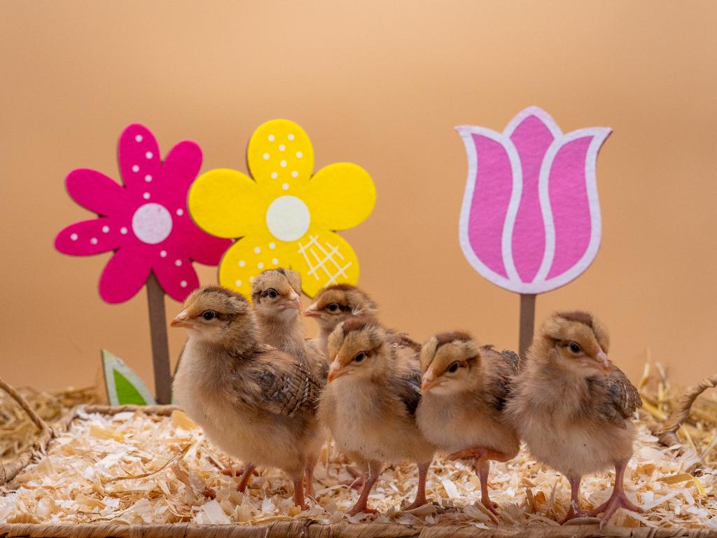 Jonge tamme Welsumer kuikens gesekst en ingeënt, Dieren en Toebehoren, Pluimvee, Vrouwelijk, Kip