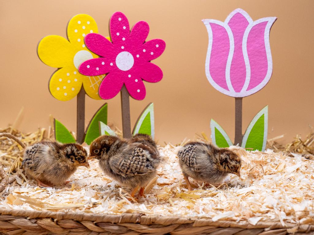 Barnevelder kriel kuikens bruin gezoomd gesekst & ingeënt, Dieren en Toebehoren, Pluimvee, Vrouwelijk, Kip