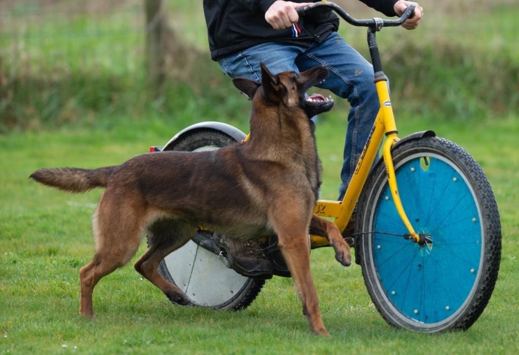 Staat Ter Dekking, Dieren en Toebehoren, Honden | Herdershonden en Veedrijvers, Reu, Herder, Fokker | Hobbymatig, Eén hond, Nederland