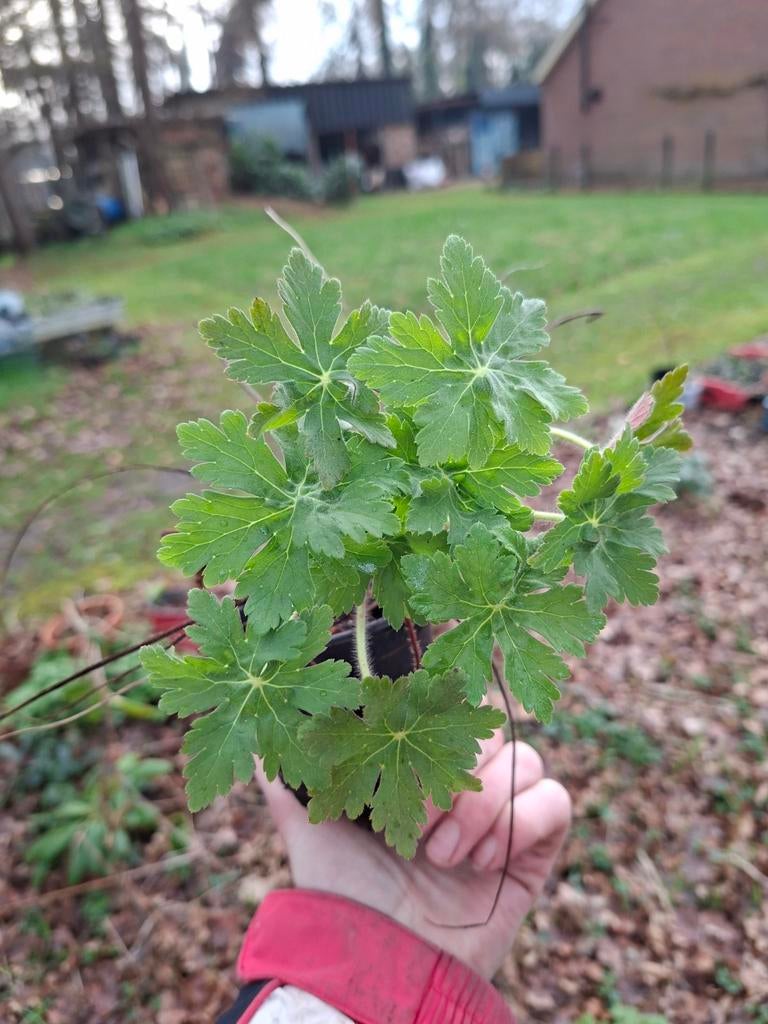 Geranium macrorrhizum / Ooievaarsbek, Tuin en Terras, Planten | Tuinplanten, Ophalen, Volle zon