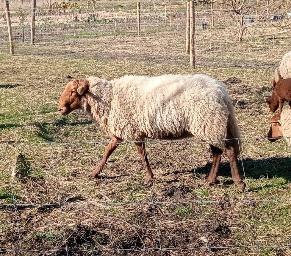 Solognote dek ram, Dieren en Toebehoren, Schapen, Geiten en Varkens, Mannelijk, Schaap, 3 tot 5 jaar