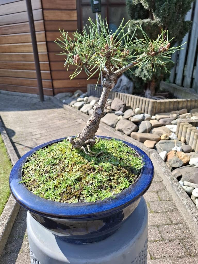 Pre Bonsai Pinus, Tuin en Terras, Planten | Bomen, Ophalen