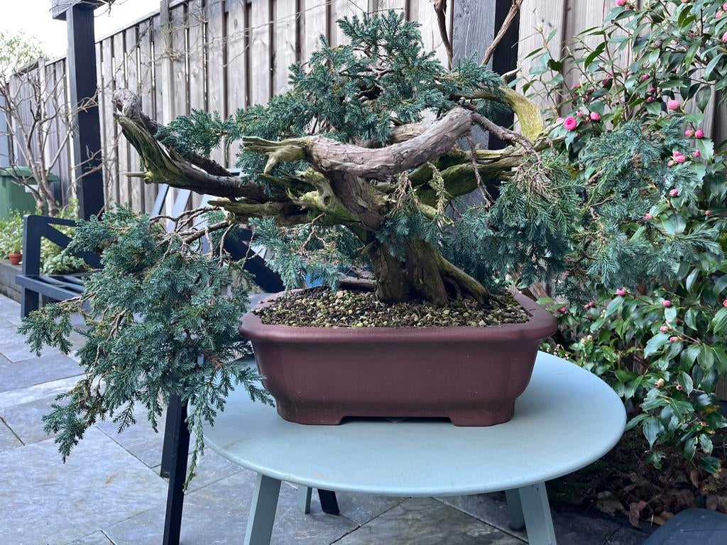 Juniperus bonsai, Tuin en Terras, Ophalen, Bloeit niet, Halfschaduw, Overige soorten