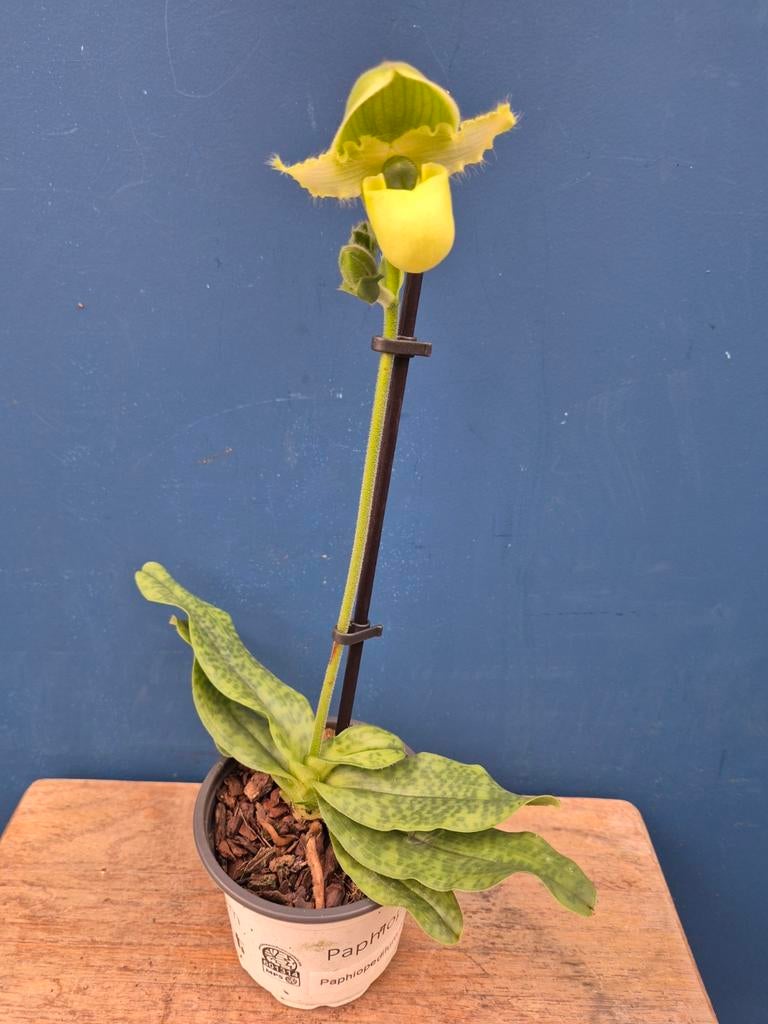 Orchidee Paphiopedilum p9 (28)