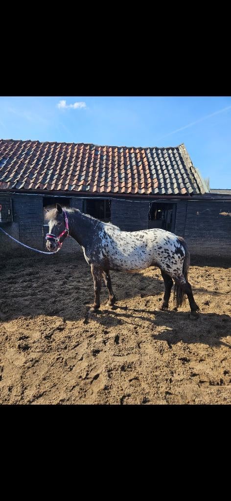 4 jarige Appaloosa c pony merrie, Dieren en Toebehoren, Pony's, Zadelmak, 3 tot 6 jaar, C pony (1.27m tot 1.37m), Recreatiepony