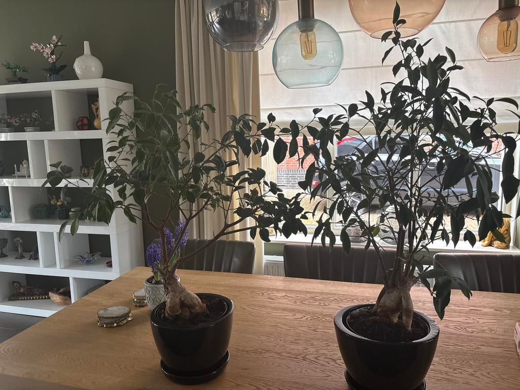 2 grote Ficus Ginseng Bonsai - Elegante Kamerplant, Huis en Inrichting, Kamerplanten, Bonsai, Minder dan 100 cm, Groene kamerplant