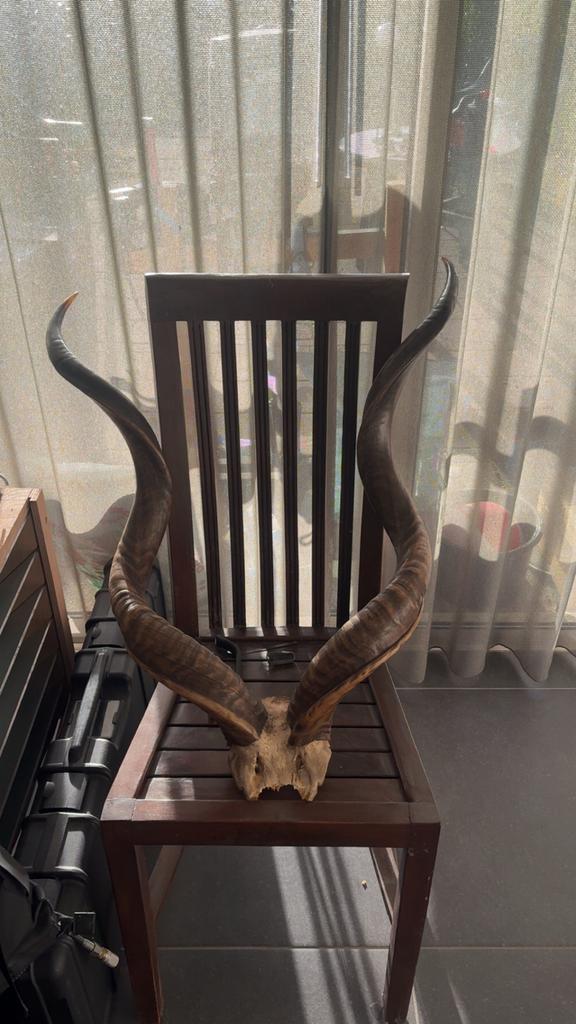 Kudu schedel, Ophalen, Gebruikt, Wild dier, Schedel