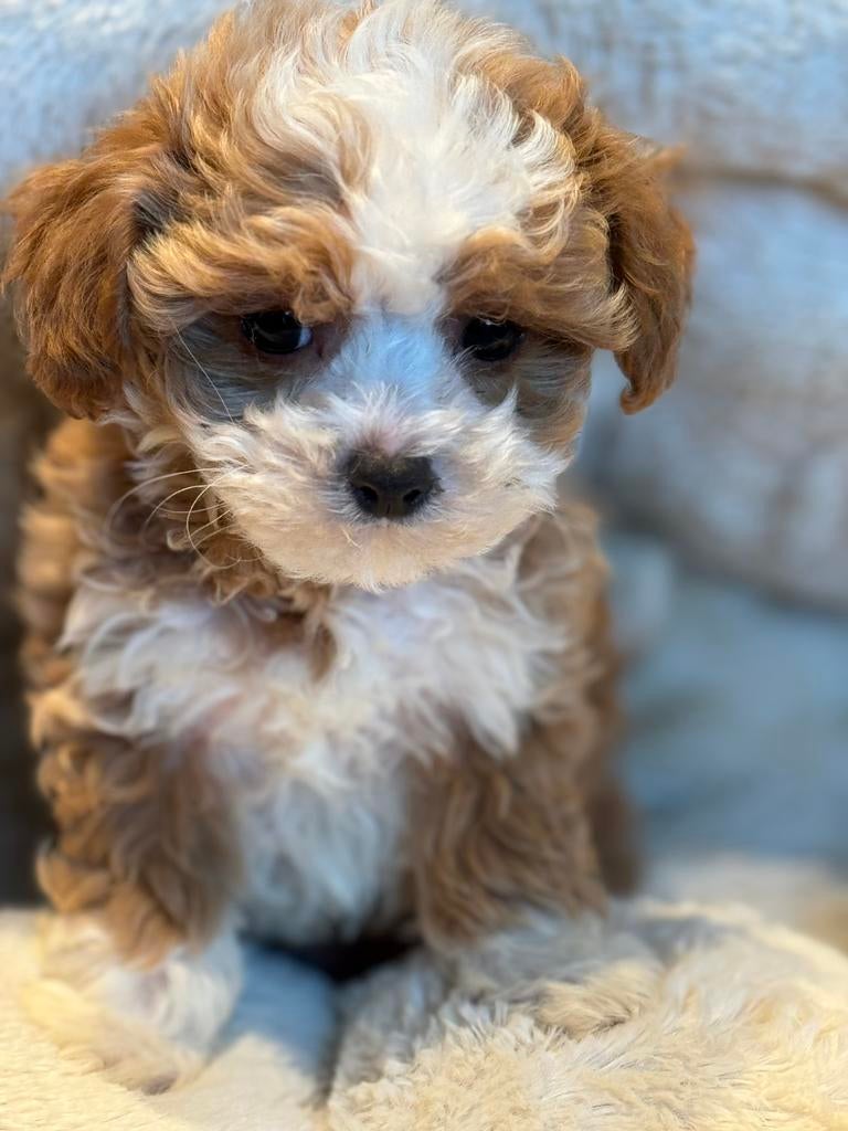Beeldschone mini Maltipoo pups! Geschikt bij allergie, Poedel, Parvo, Nederland, 8 tot 15 weken