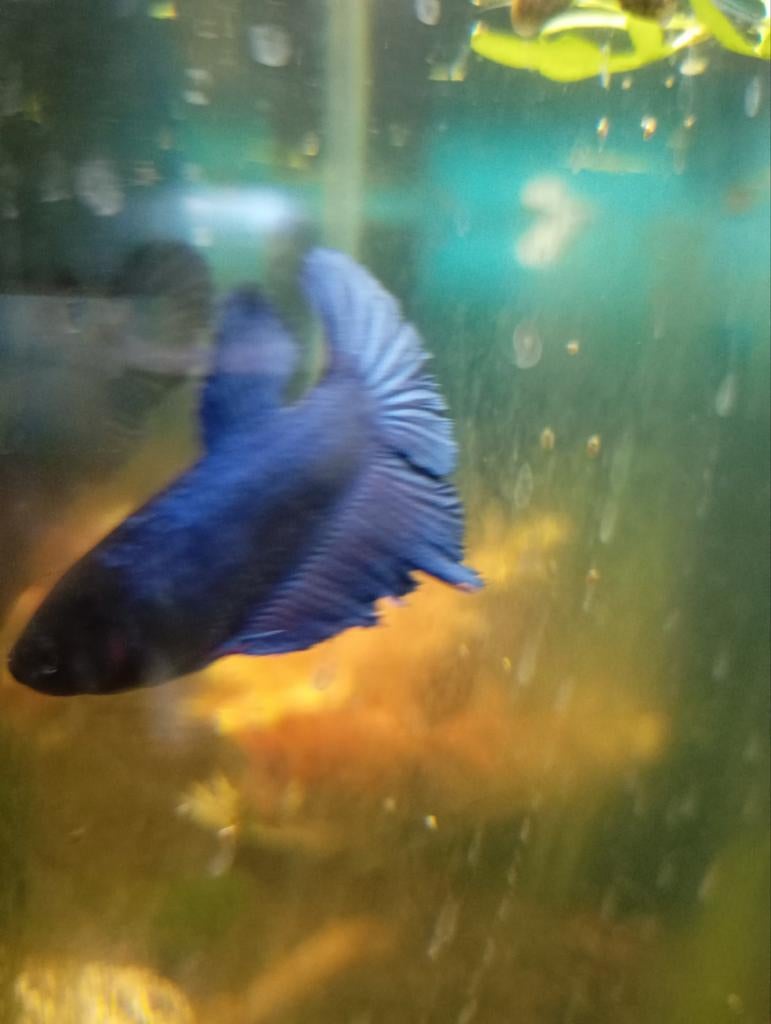 Betta vrouw eventueel te ruil voor garnalen, Dieren en Toebehoren, Vis