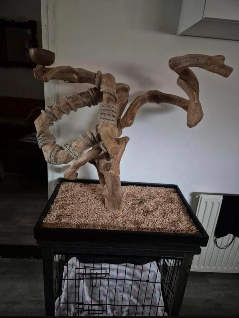 Javaboom, Mannelijk, Papegaai