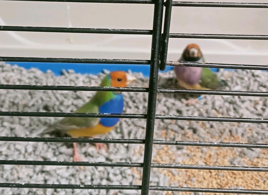 Prachtig brr koppel gouldamadines, Meerdere dieren, Tropenvogel