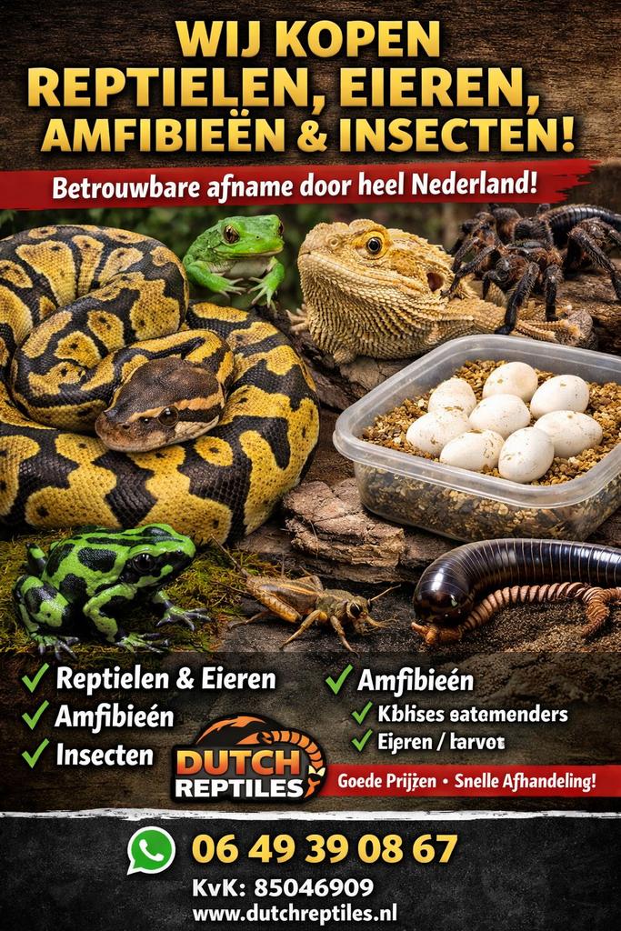 Wij kopen eieren,reptielen/amfibieen, insecte, etc, Hagedis, 0 tot 2 jaar