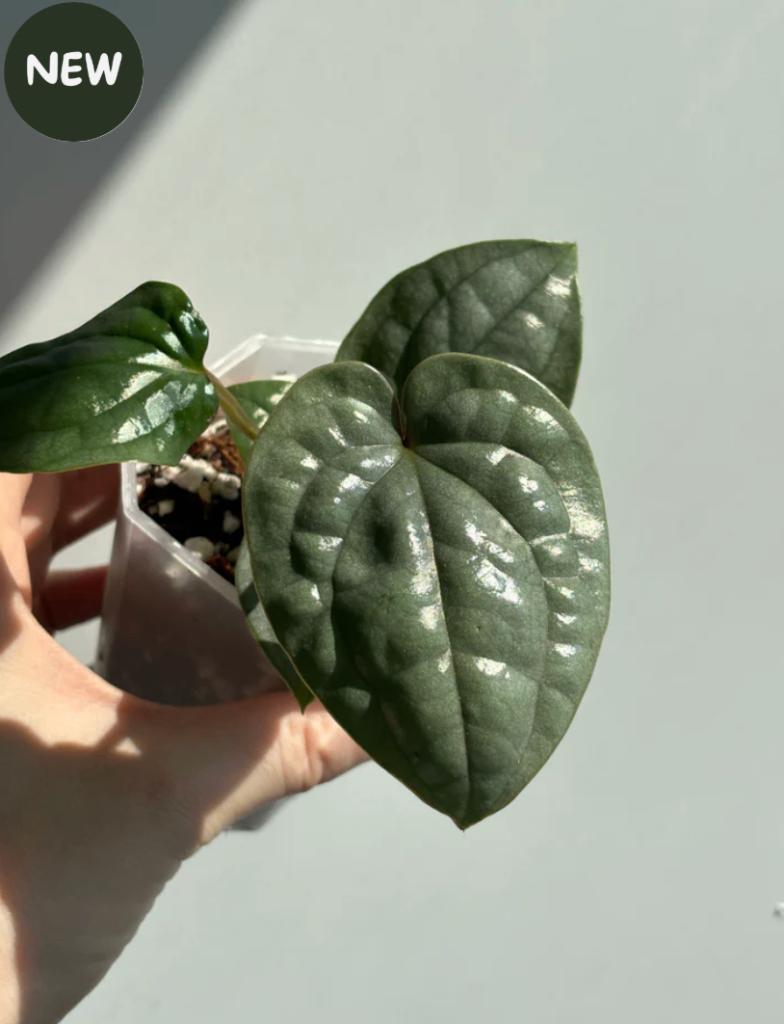 Anthurium Luxurians, Huis en Inrichting, Kamerplanten, Ophalen of Verzenden, Halfschaduw, Minder dan 100 cm