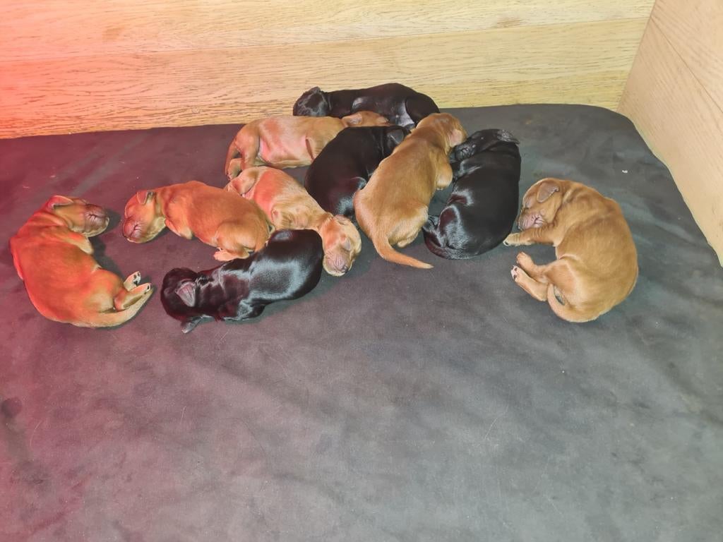 Ierse Setter pups, 8 tot 15 weken, Meerdere, Meerdere dieren, Setter