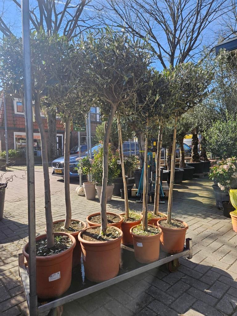 Olijfbomen dunne stam 150 en 160 hoog (39 en 59 eur)